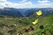 47 Verso sud pulsatilla alpina sulfurea con vista sulla Val Carsole e poi Brembana